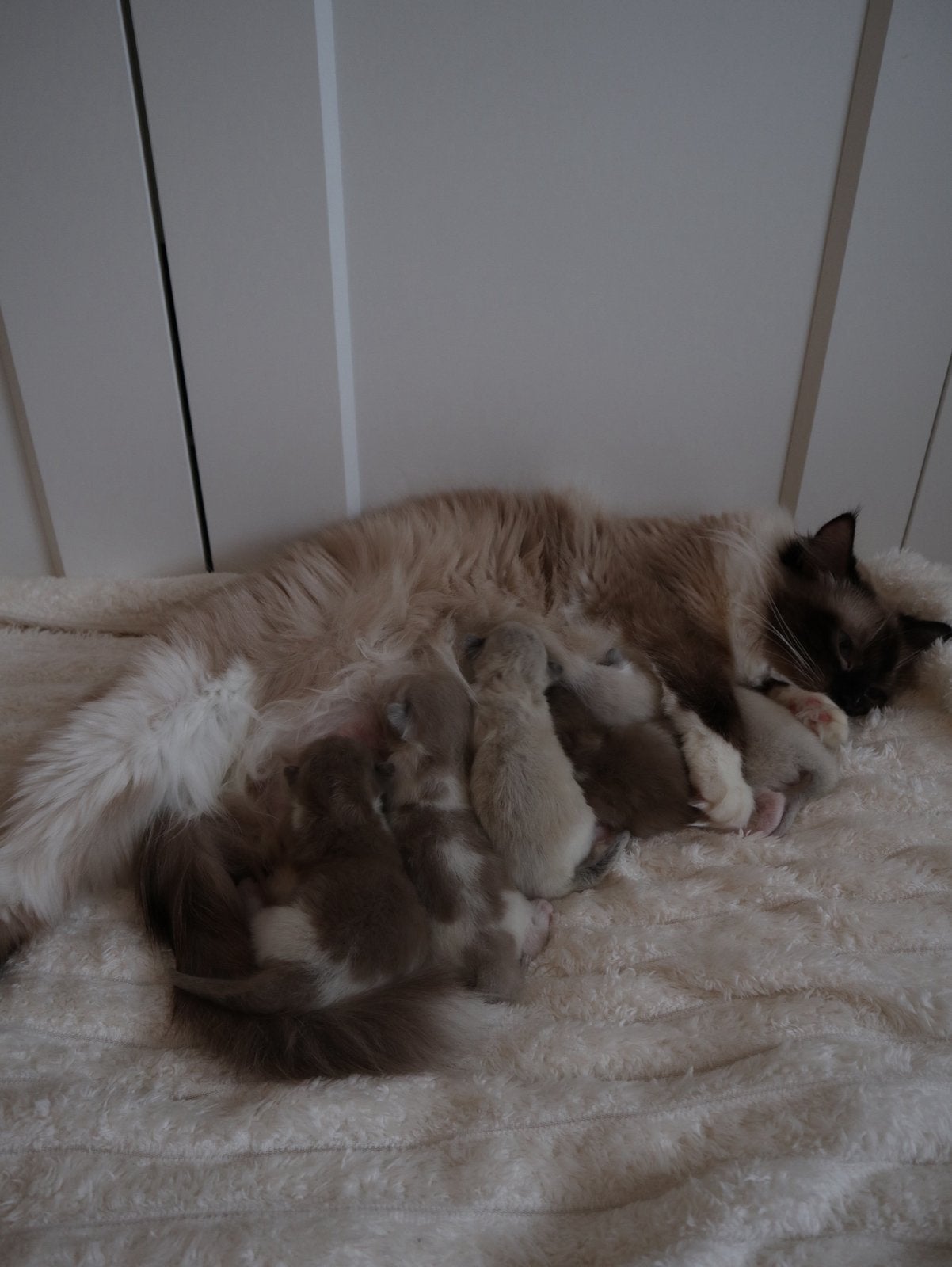 5 Prachtige raszuivere ragdoll kittens, Meerdere dieren, Gechipt, 0 tot 2 jaar