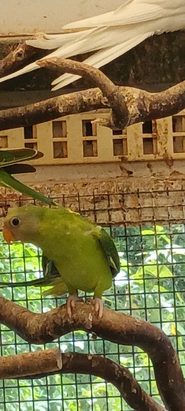 Jonge pruimekopparkieten, Geslacht onbekend, Parkiet, Geringd