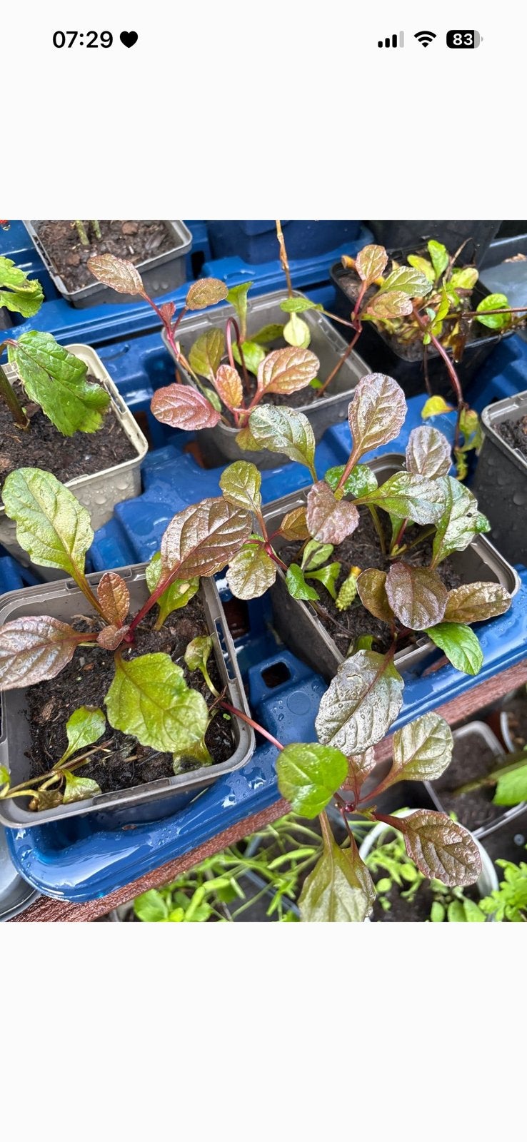 Biologisch kruipend zenegroen ; sterke plant; bloemen bijen, Ophalen, Bodembedekkers, Vaste plant, Halfschaduw