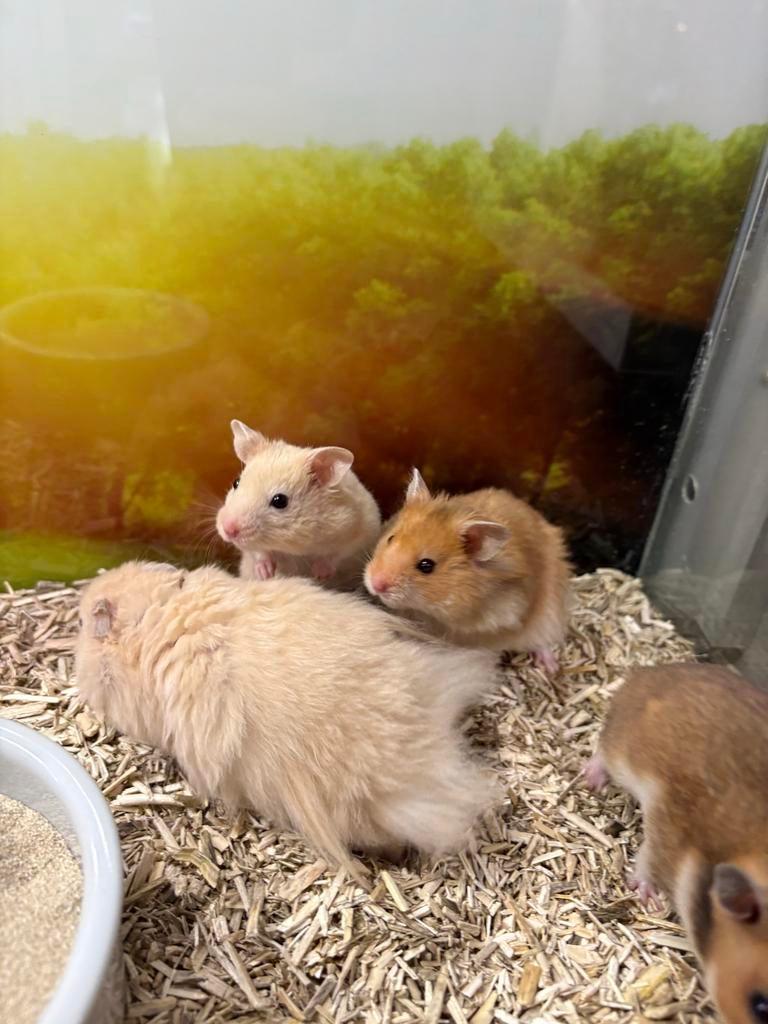 Jonge Syrische Goudhamster man, Dieren en Toebehoren, Knaagdieren, Maart, Mannelijk, Hamster