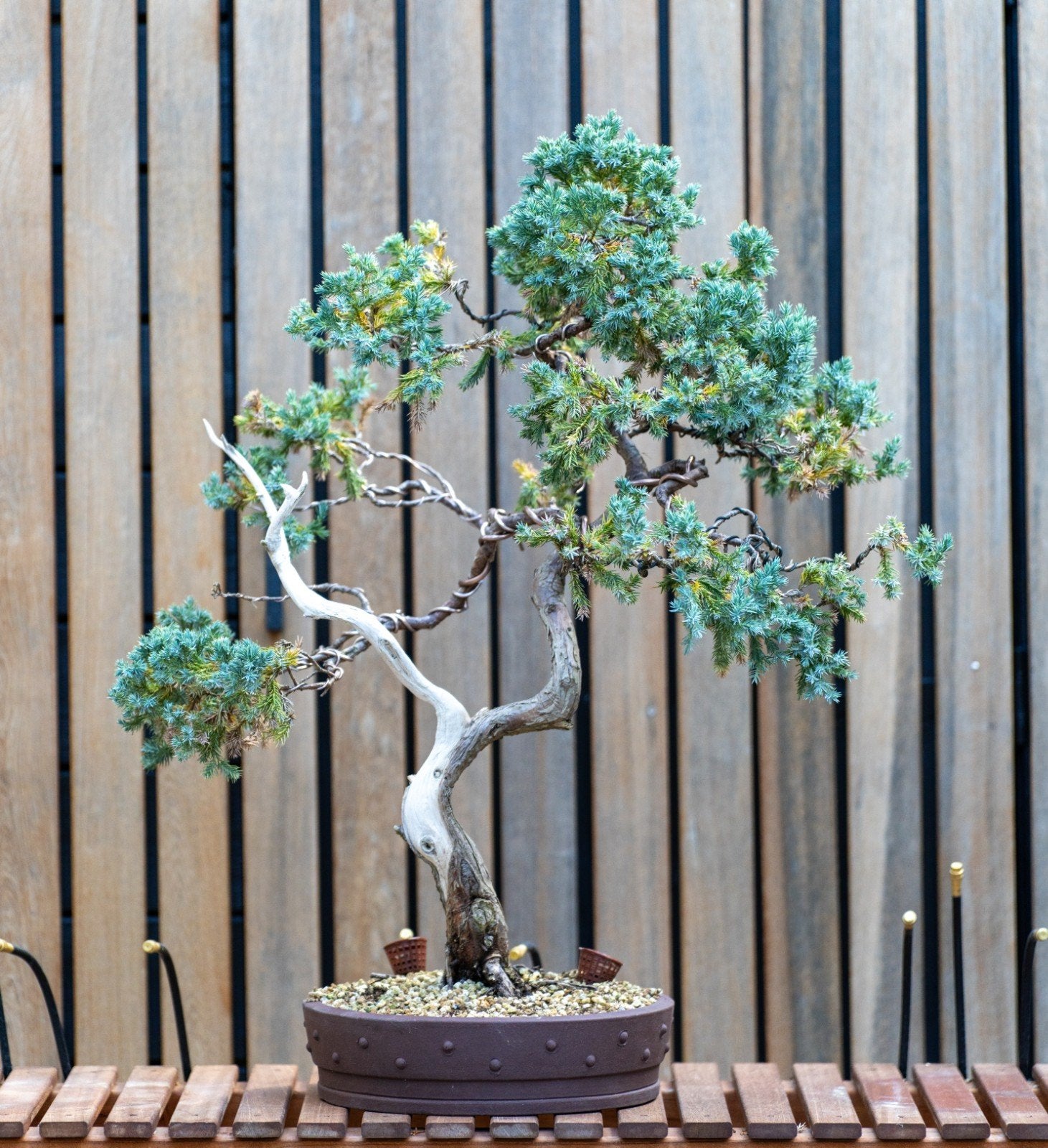 Prachtige Bonsai juniper Blue Star - Uniek exemplaar, Volle zon, Vaste plant, Bloeit niet, Ophalen