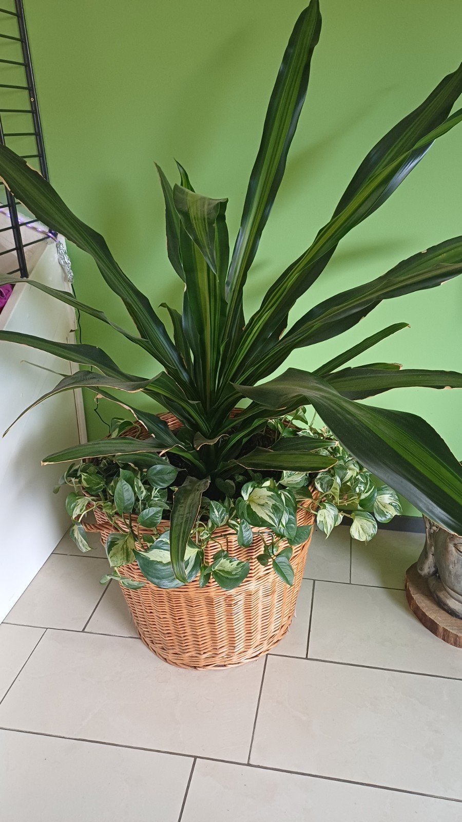 Grote Dracaena fragrans met onderbeplanting in rieten mand, Ophalen, 100 tot 150 cm, Overige soorten, In pot