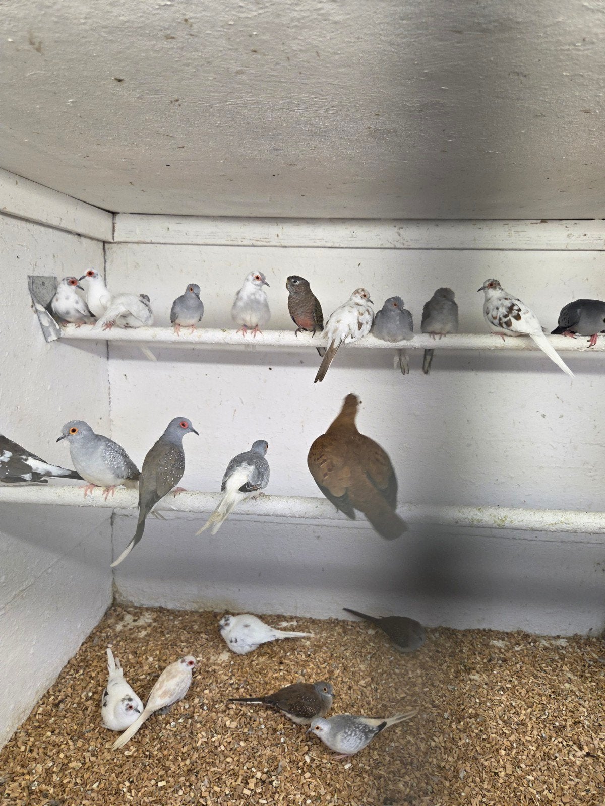diamant duiven, Dieren en Toebehoren, Meerdere dieren, Overige soorten