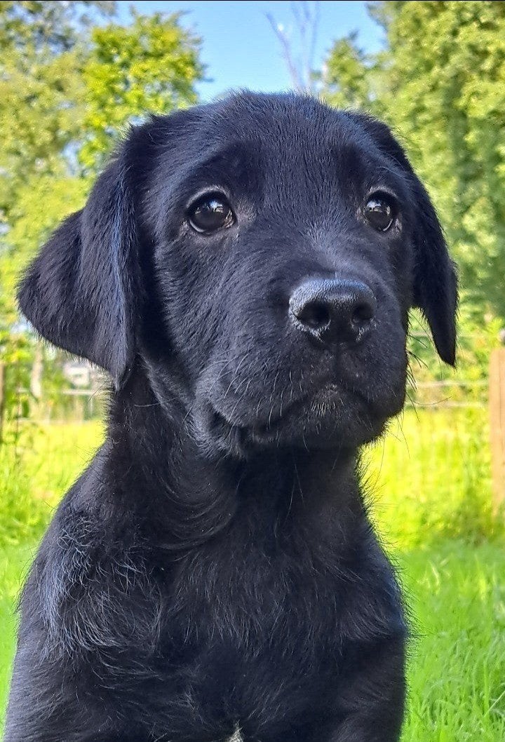 lieve golden retriever x labrador wegens annulering., Dieren en Toebehoren, Honden | Retrievers, Spaniëls en Waterhonden, Golden retriever