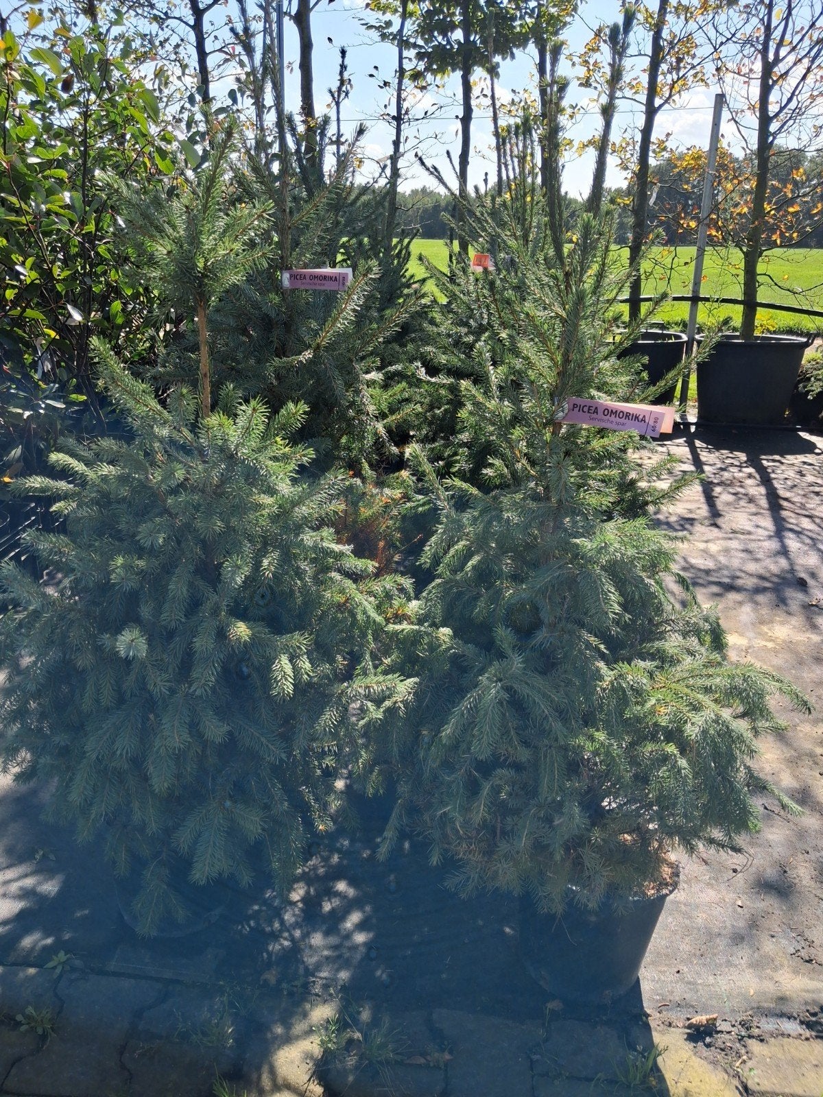 Picea Omorika - Servische Spar in pot, Tuin en Terras, Bloeit niet, 100 tot 250 cm, Volle zon, In pot