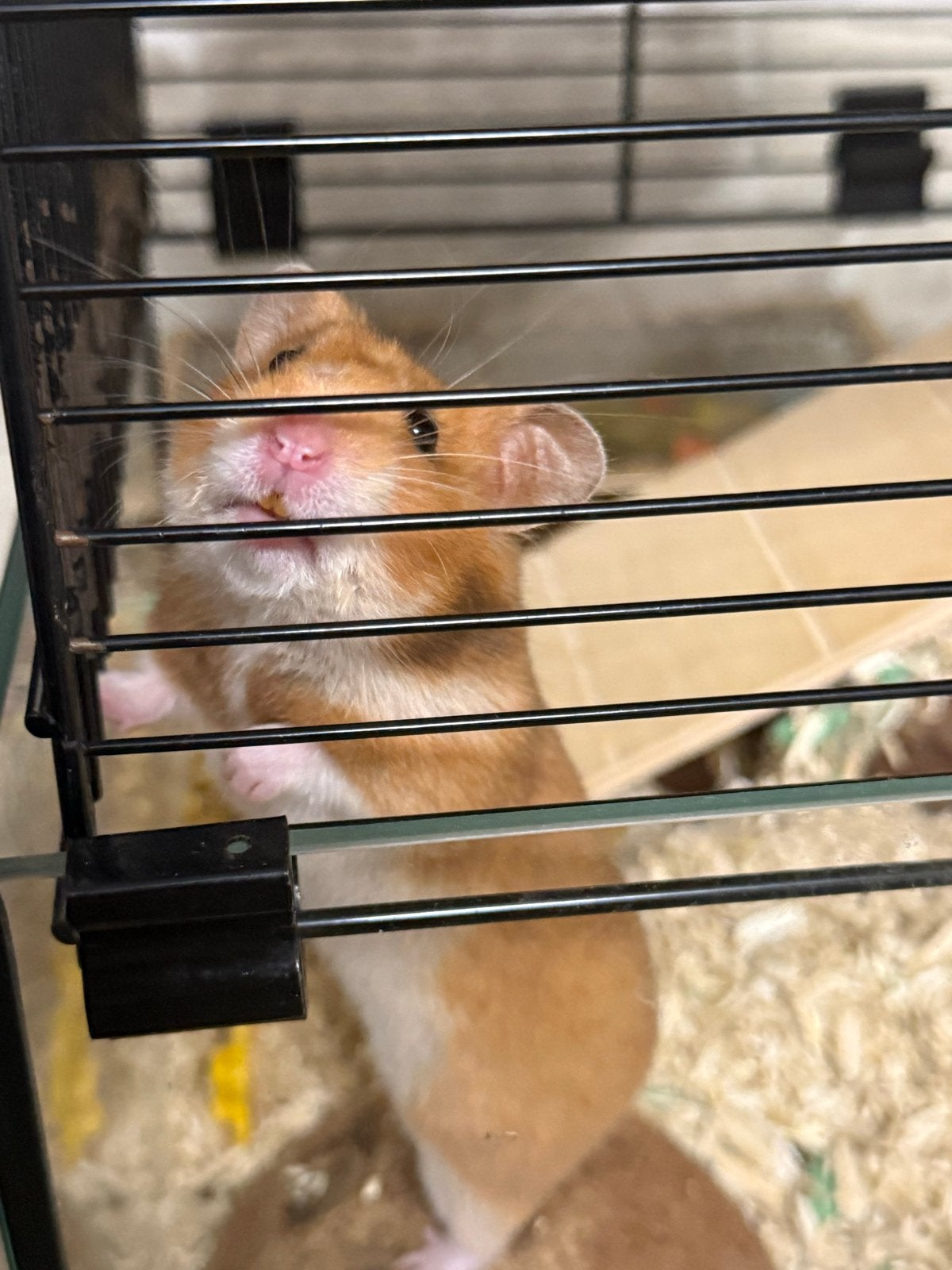 Hamster met complete uitrusting te koop, Dieren en Toebehoren, Ophalen, Loopwiel of Rad
