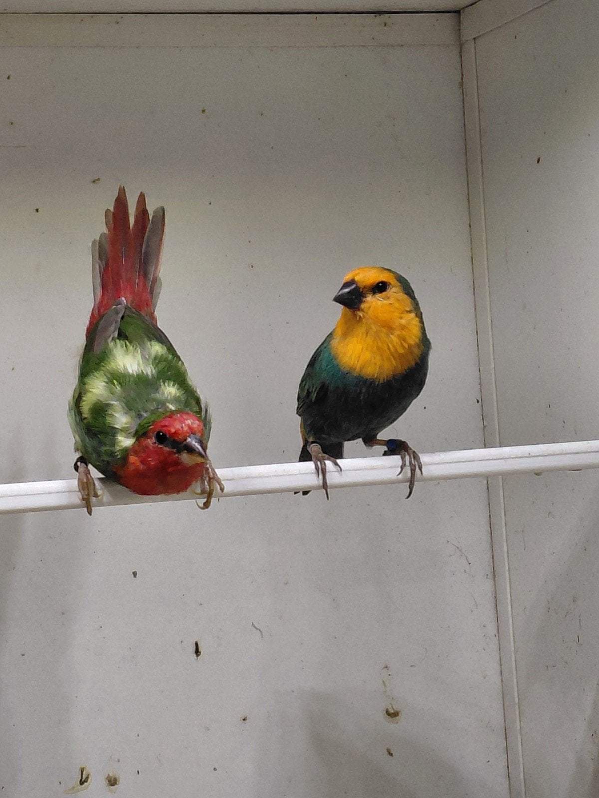 Koppels Bonte, aqua, lutino roodkop papagaaiamadines, Dieren en Toebehoren, Meerdere dieren
