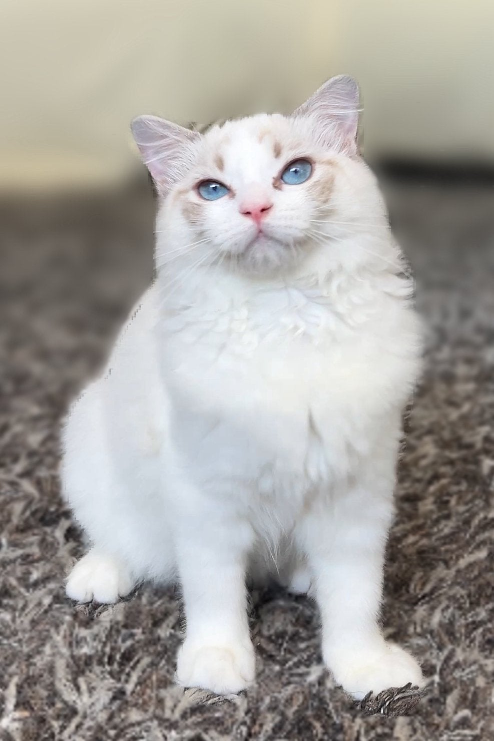Nog één Lieve seal lynx bicolor ragdoll kitten met stamboom, Dieren en Toebehoren, Meerdere dieren, Met stamboom, 0 tot 2 jaar