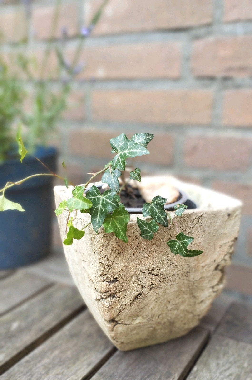 Hedera klimop plant groenblijvend en winterhard, Tuin en Terras, Ophalen of Verzenden, Vaste plant, Klimplanten