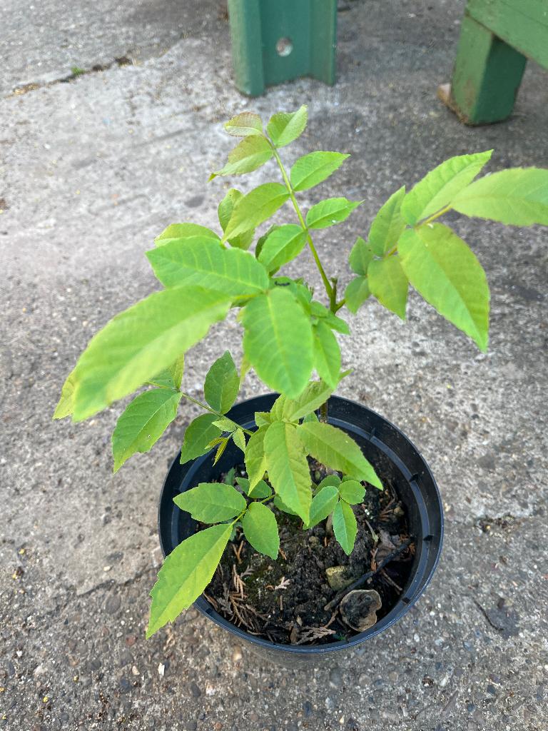 Bomen, Tuin en Terras, Planten | Bomen, Bloeit niet, Overige soorten, Minder dan 100 cm, Ophalen
