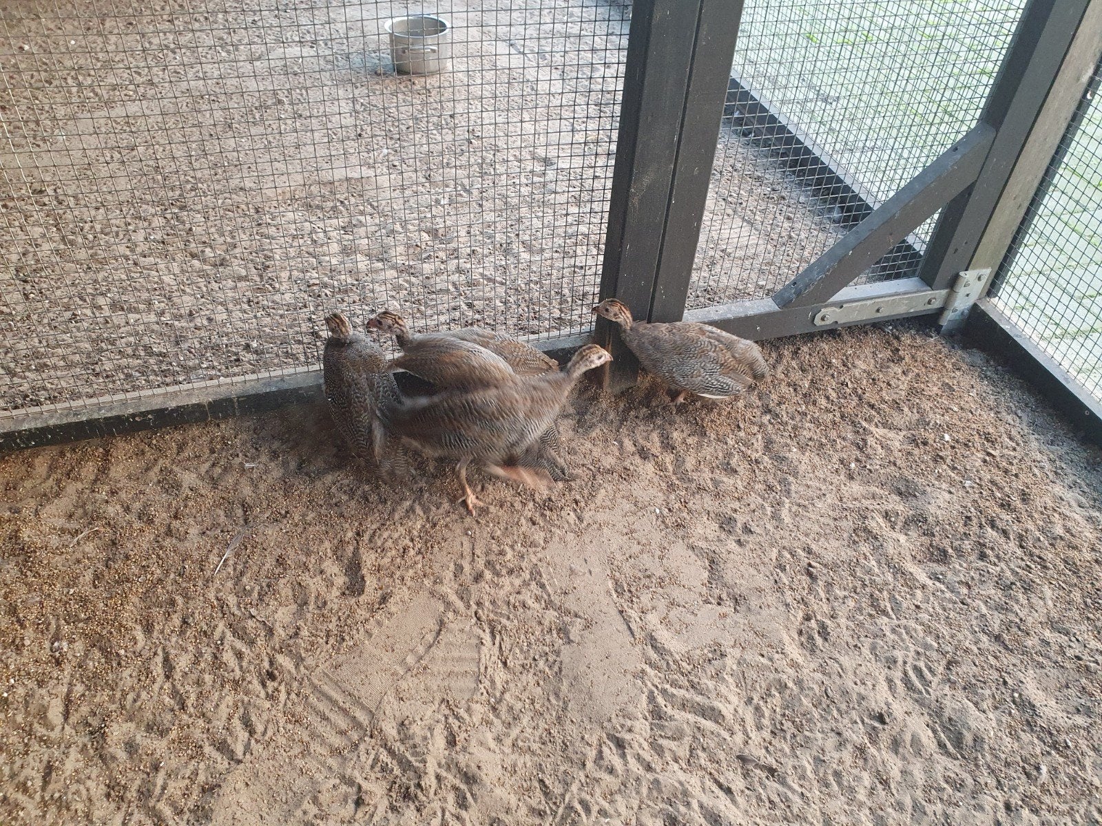 jonge parelhoenders, Meerdere dieren, Eend