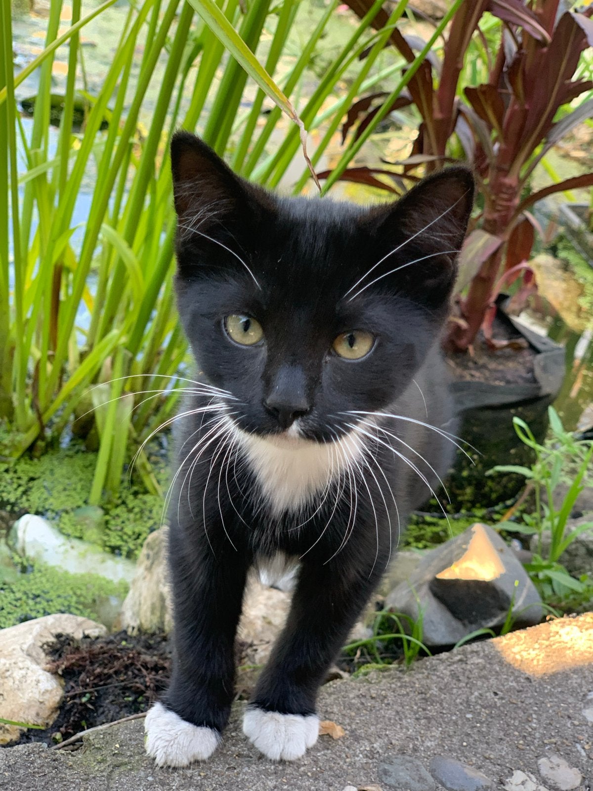 Europese korthaar kitten, Poes