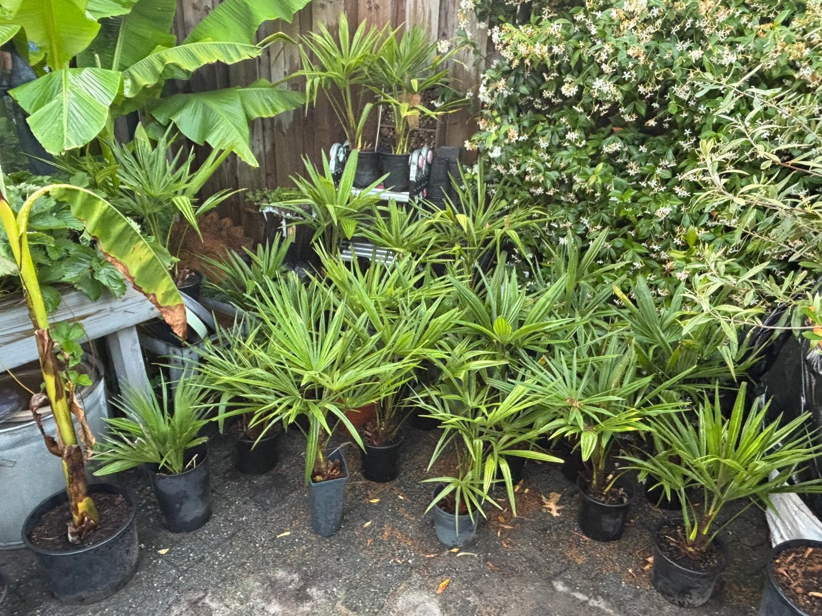 Diverse tuinplanten, Tuin en Terras, Planten | Tuinplanten, Ophalen, Overige soorten, Volle zon