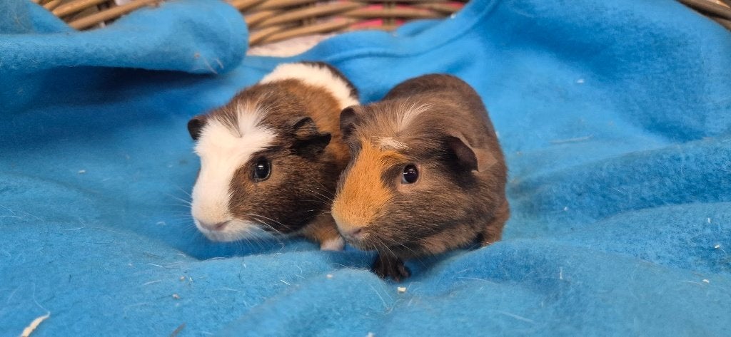Cavia Koppel HARRY & HENK uit de opvang zoeken een tehuis!, Cavia, Juni, Meerdere dieren, Tam