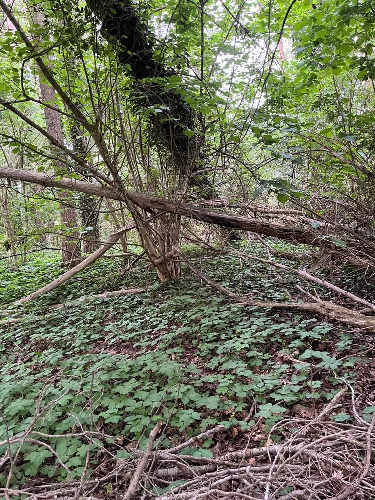Gratis haarthout, brandhout, Tuin en Terras, Haardhout, 6 m³ of meer, Ophalen