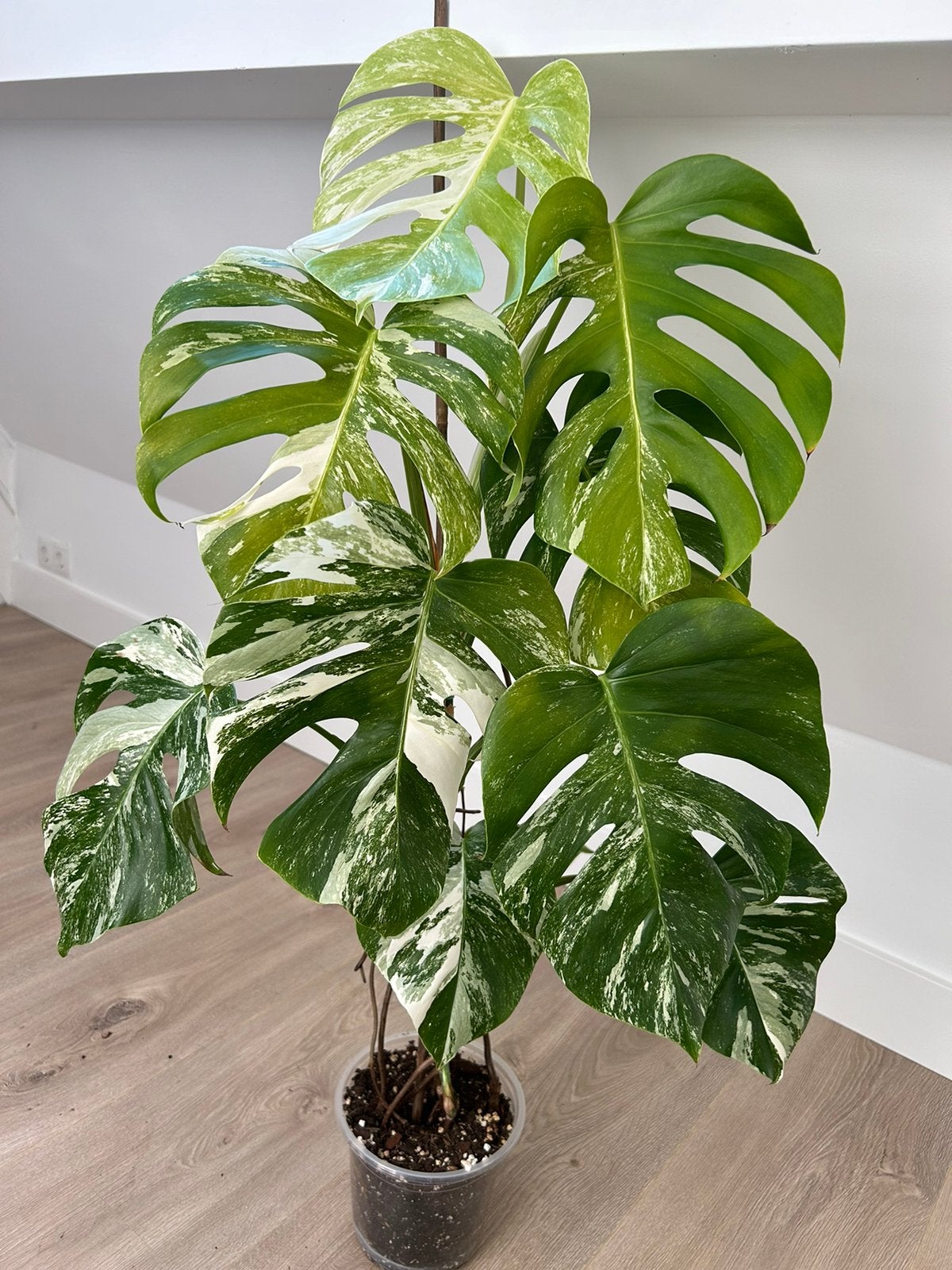 Monstera Albo Variegata #10, Ophalen, Halfschaduw, Minder dan 100 cm