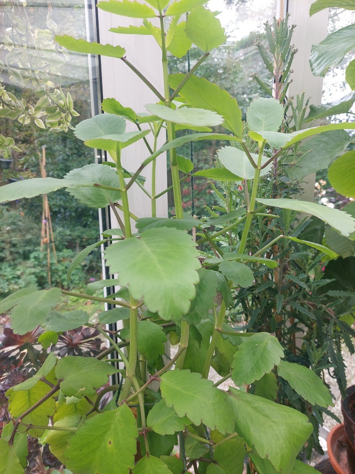 wonderblad of miracle leaf, Ophalen of Verzenden, Halfschaduw, Minder dan 100 cm