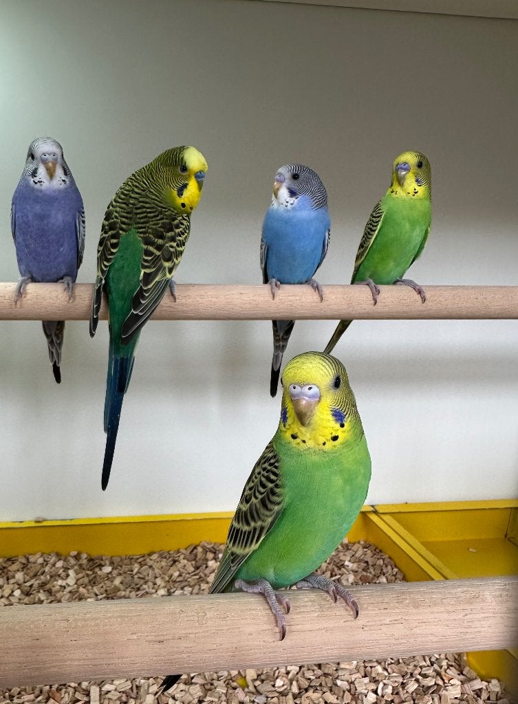 Jonge grasparkieten om tam te maken, Dieren en Toebehoren, Vogels | Parkieten en Papegaaien, Meerdere dieren, Parkiet, Tam