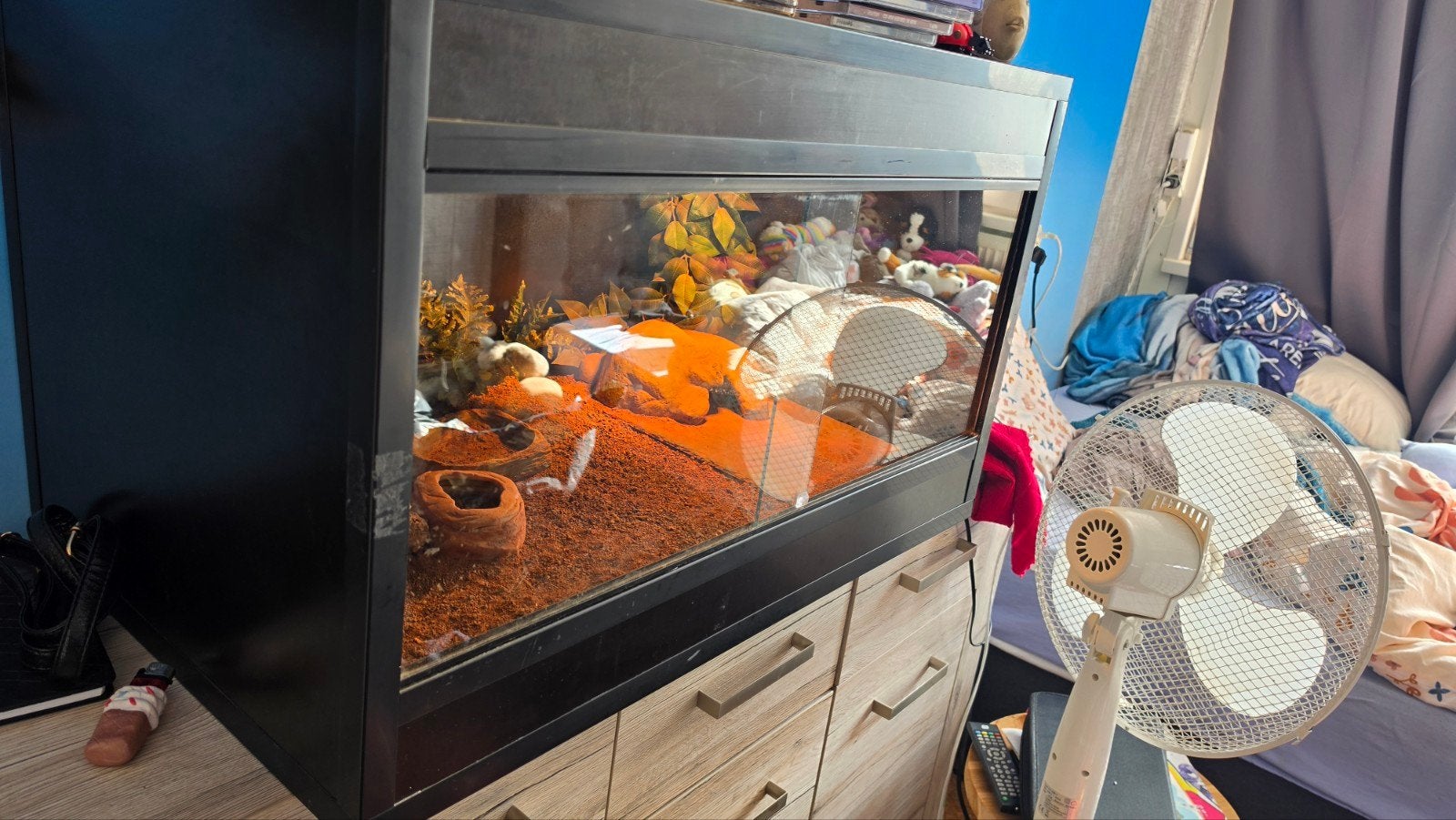 luipaardgekko met terrarium Leopard Gecko photo 3