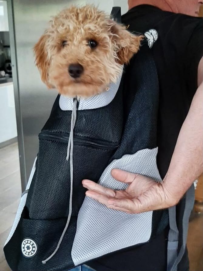 T.e.a.b: hondenrugzak, Dieren en Toebehoren, Honden-accessoires, Nieuw, Draagtas/-zak, Ophalen