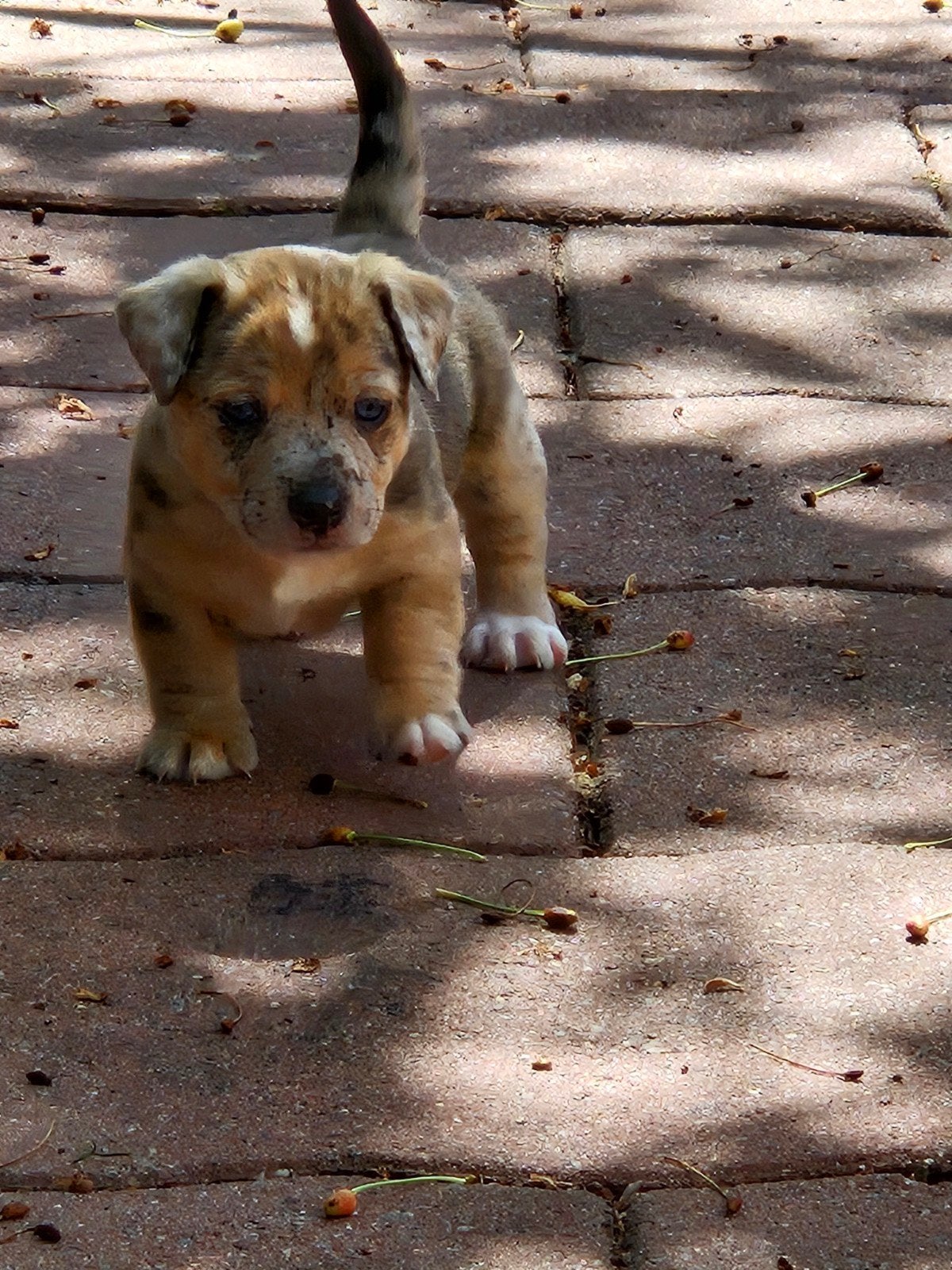 Jackrussel pups Merle's Brindle red merle blauwe ogen, Jack Russell Terriër, Meerdere, Meerdere dieren, Nederland