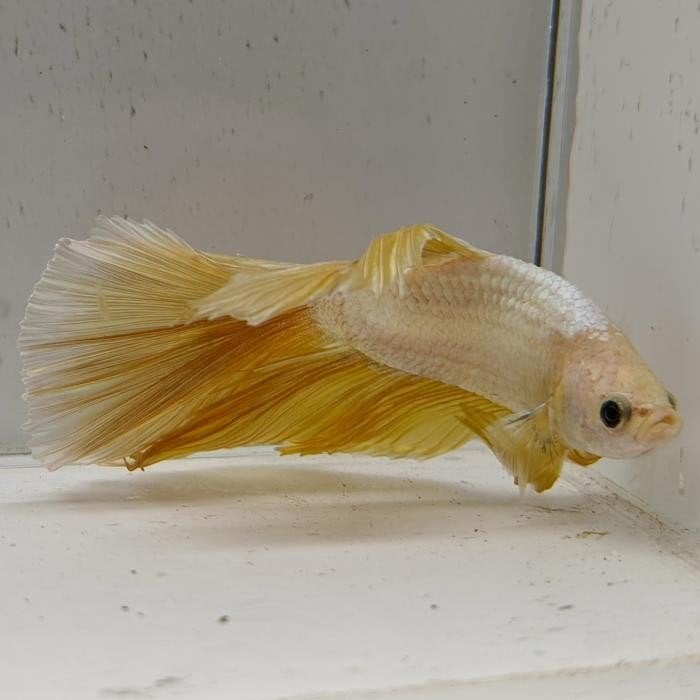 Betta splendens 34 koppel!, Vis