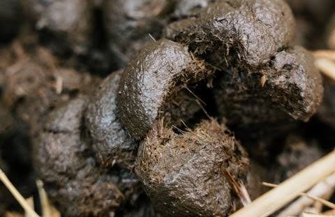 Natuurlijke Paarden mest gratis, Ophalen of Verzenden