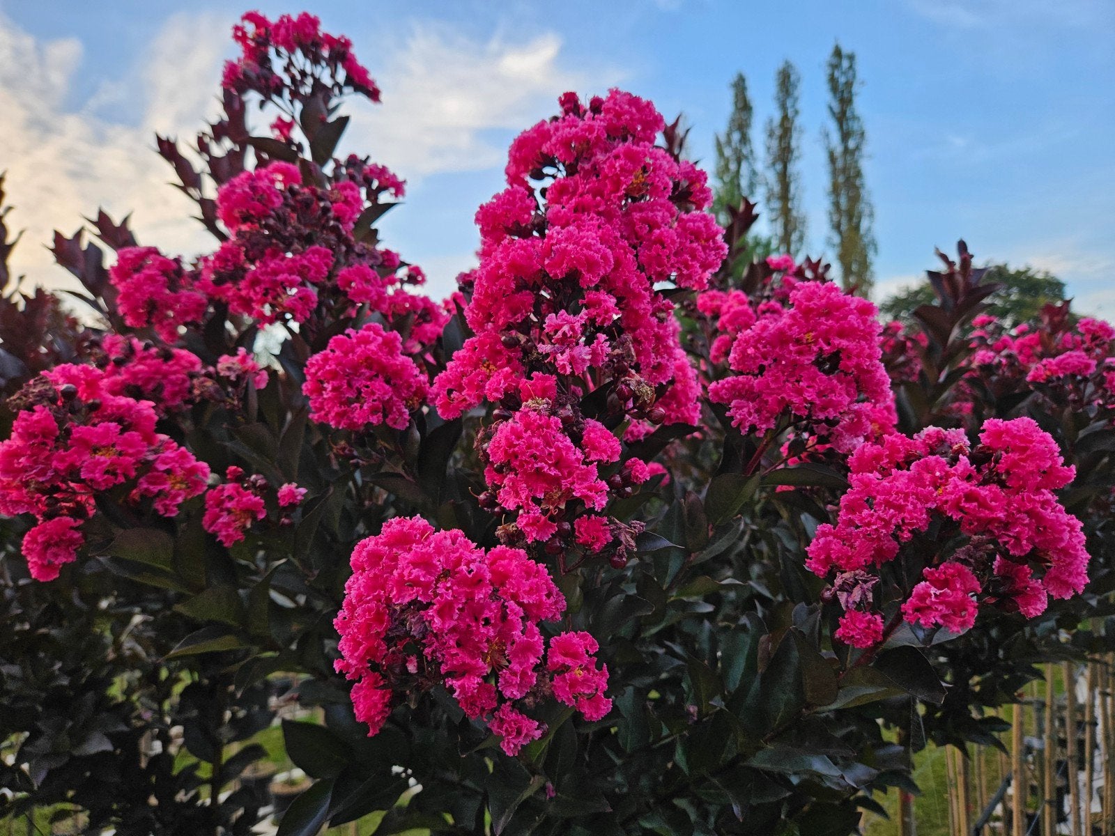 Lagerstroemia Double Dynamite / hoogstam ‼️‼️, Tuin en Terras, Planten | Bomen, Zomer, 400 cm of meer, Ophalen, Volle zon