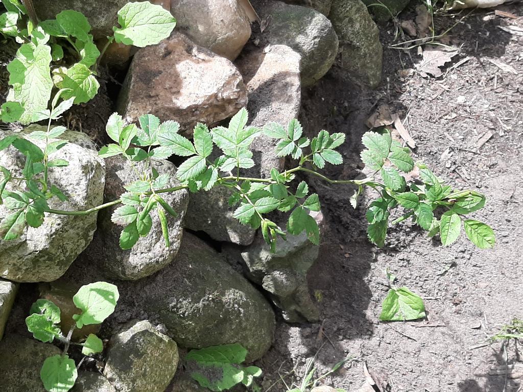Gratis, klein roze roosje, Ophalen, Vaste plant, Halfschaduw, Zomer