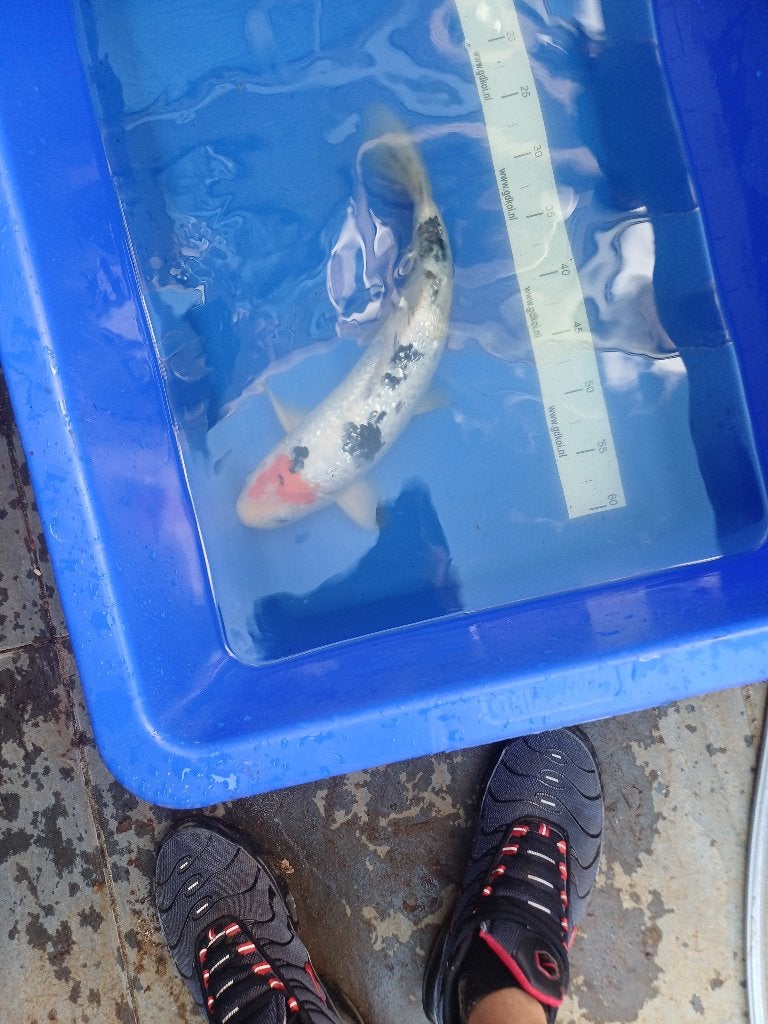 Koi, Dieren en Toebehoren, Vissen | Vijvervissen, Karper of Koi
