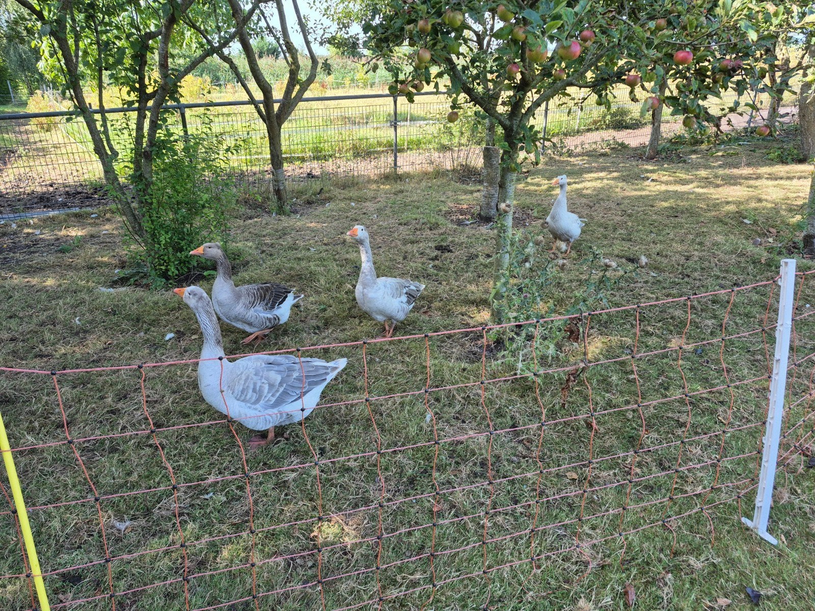 Boerderij ganzen, Meerdere dieren, Gans of Zwaan