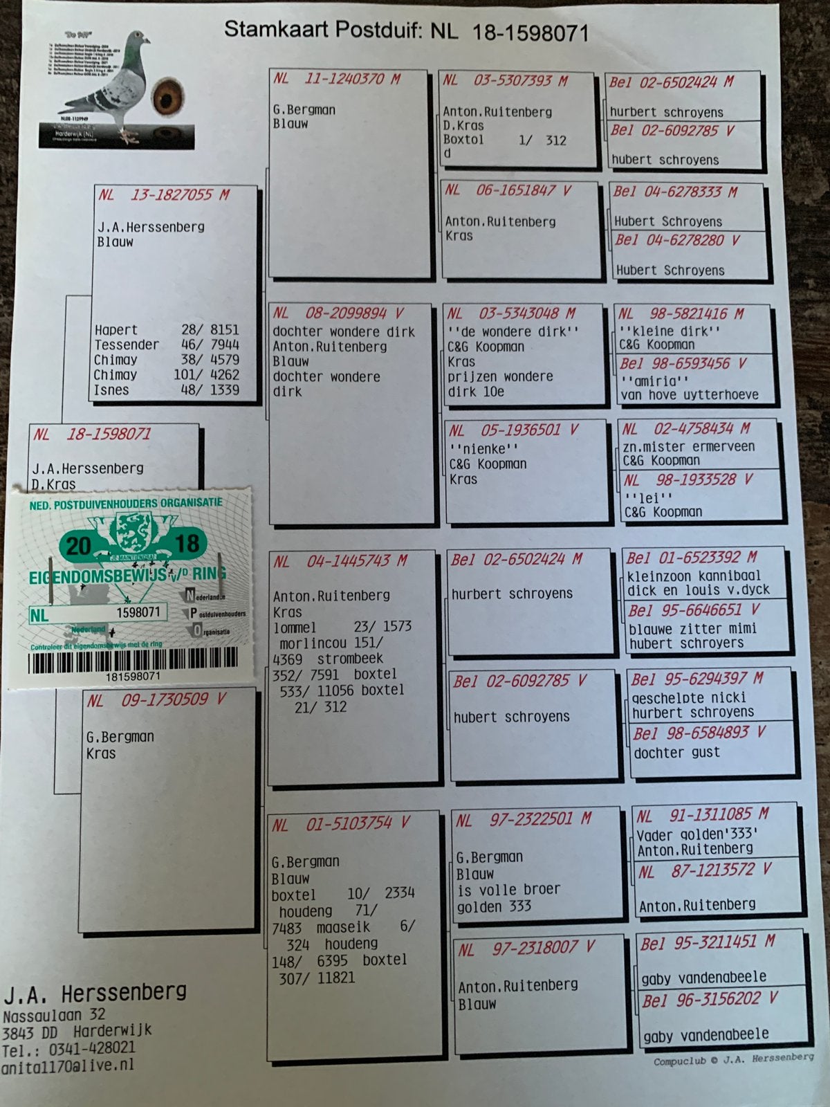 Vitesse midfond kweek doffer soort herssenberg postduif, Dieren en Toebehoren, Mannelijk, Postduif