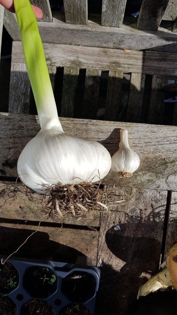 🧄Ecologische Olifantenknoflook tenen | Pootgoed Moestuin🌱, Tuin en Terras, Verzenden, Najaar, Volle zon, Knol