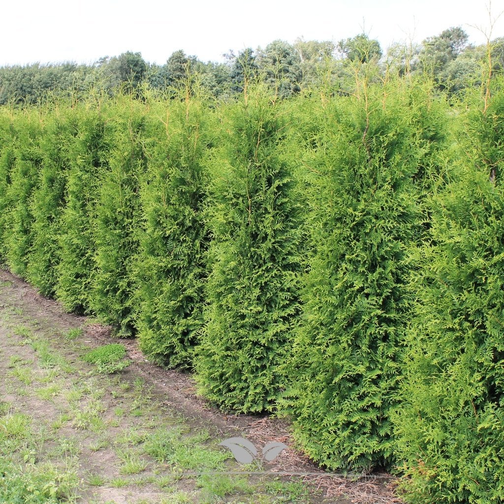 Thuja Brabant coniferen - Verschillende maten leverbaar, Ophalen of Verzenden, Conifeer, Haag, 100 tot 250 cm
