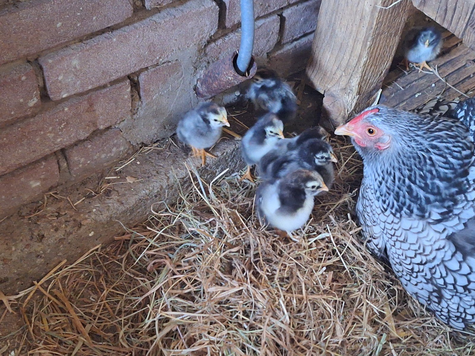 te koop wyandotte kriel hen en haan, Dieren en Toebehoren, Meerdere dieren, Kip