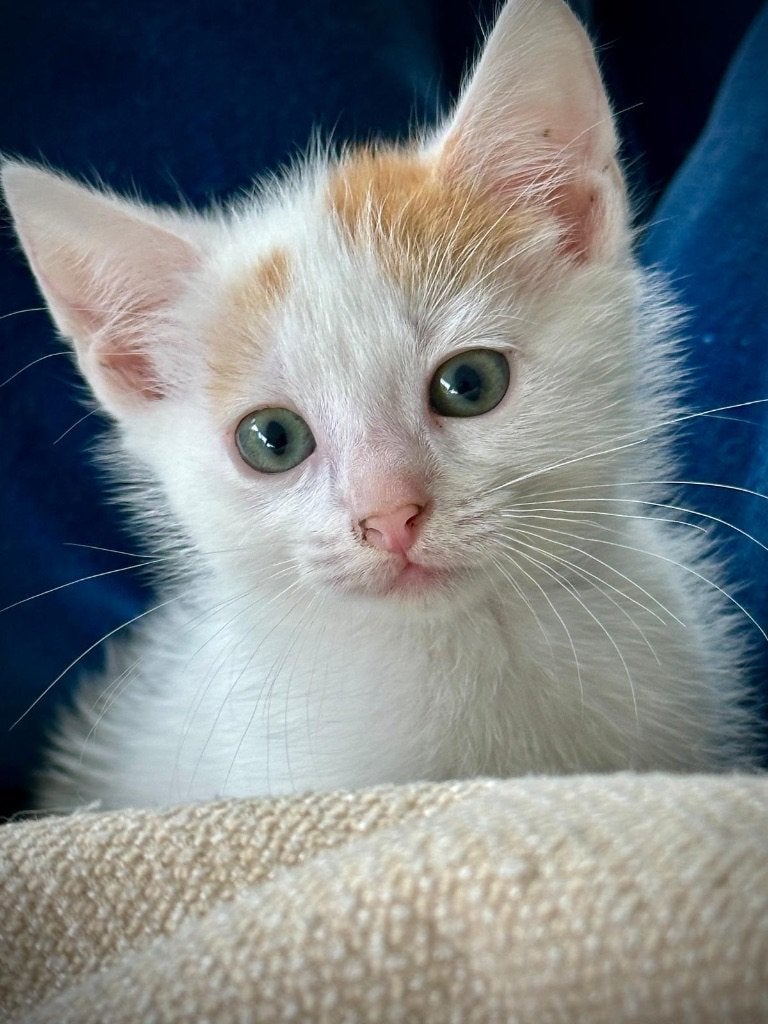 Kittens, Meerdere dieren, Kortharig, 0 tot 2 jaar