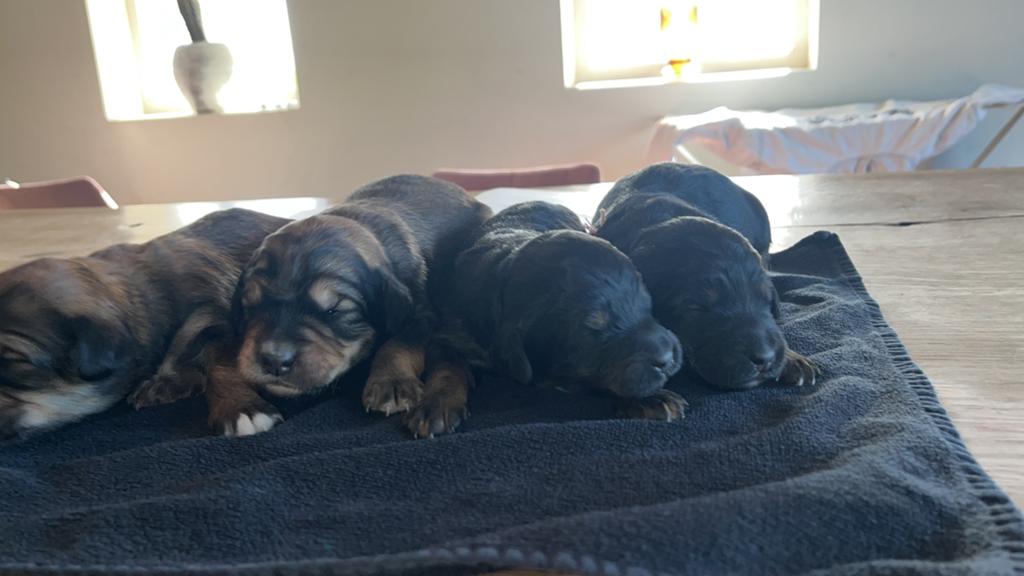 Lieve, bernedoodle pups, Labradoodle, goldendoodle, Dieren en Toebehoren, Honden | Niet-rashonden, Parvo, 8 tot 15 weken, Groot