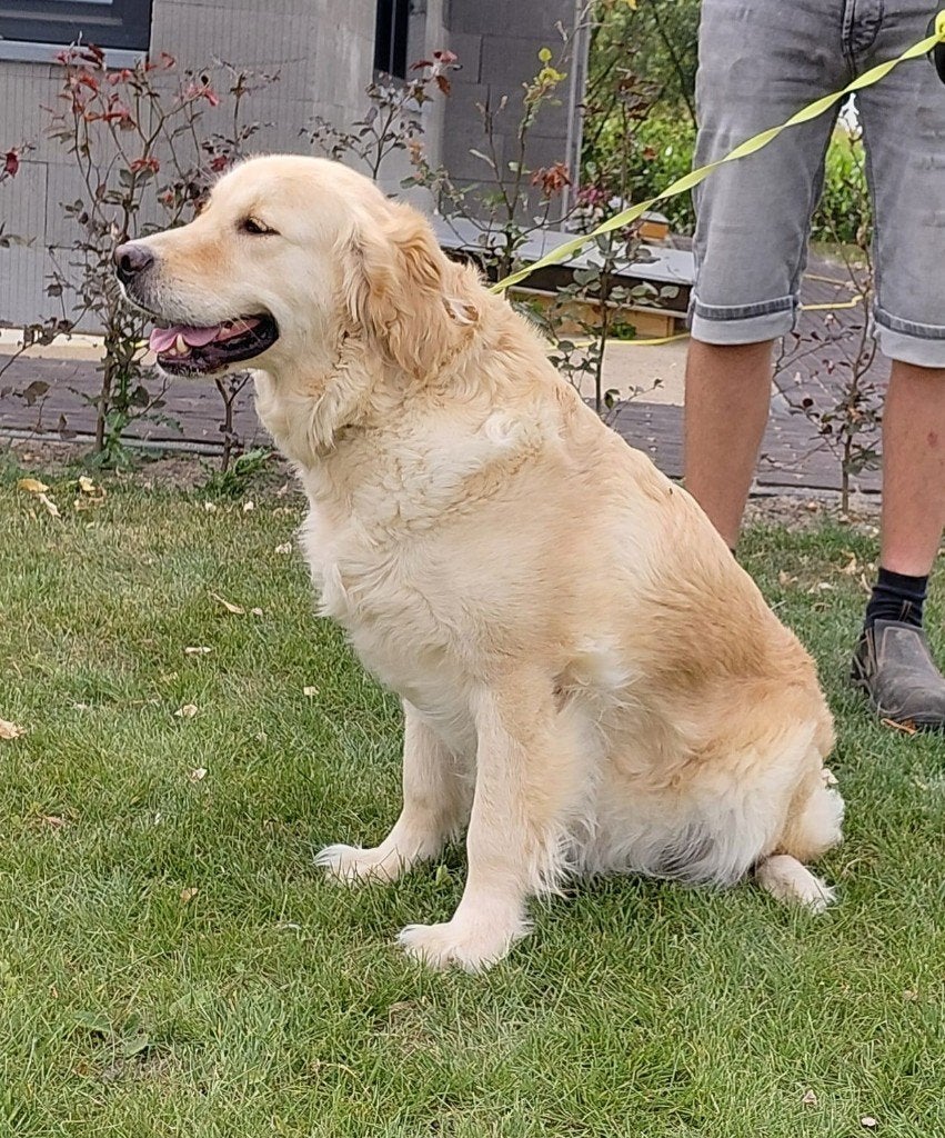 Golden retriever herplaatser, Golden retriever, Teef, Eén hond, 3 tot 5 jaar