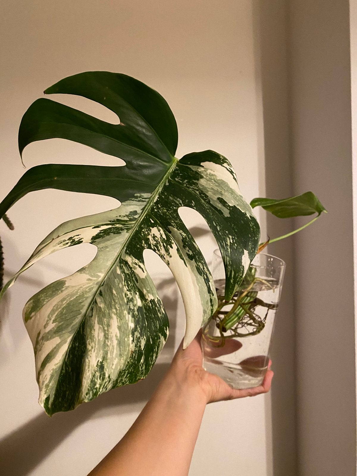 Monstera Albo Variegata stek met wortels, Tuin en Terras, Planten | Tuinplanten, Vaste plant, Bloeit niet, Halfschaduw, Ophalen
