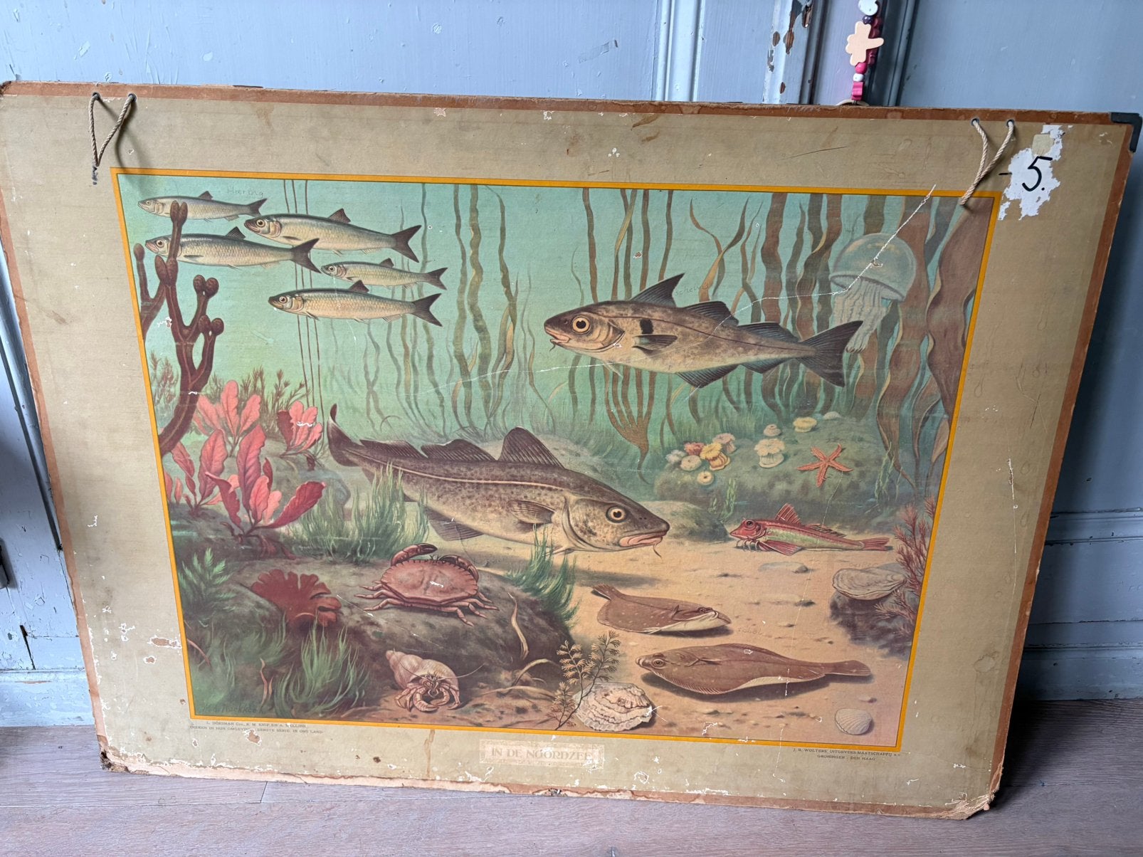 Oude schoolplaat In de Noordzee - Dieren in hun omgeving, Antiek en Kunst, Antiek | Schoolplaten, Ophalen, Natuur en Biologie