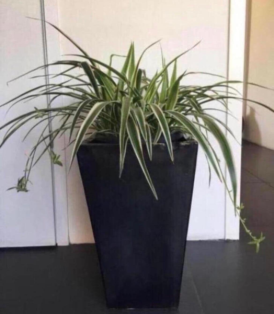Mooie zwarte cascade terracotta bloempot 41,7x26,2cm, 25 tot 40 cm, Binnen, Ophalen of Verzenden, Zo goed als nieuw
