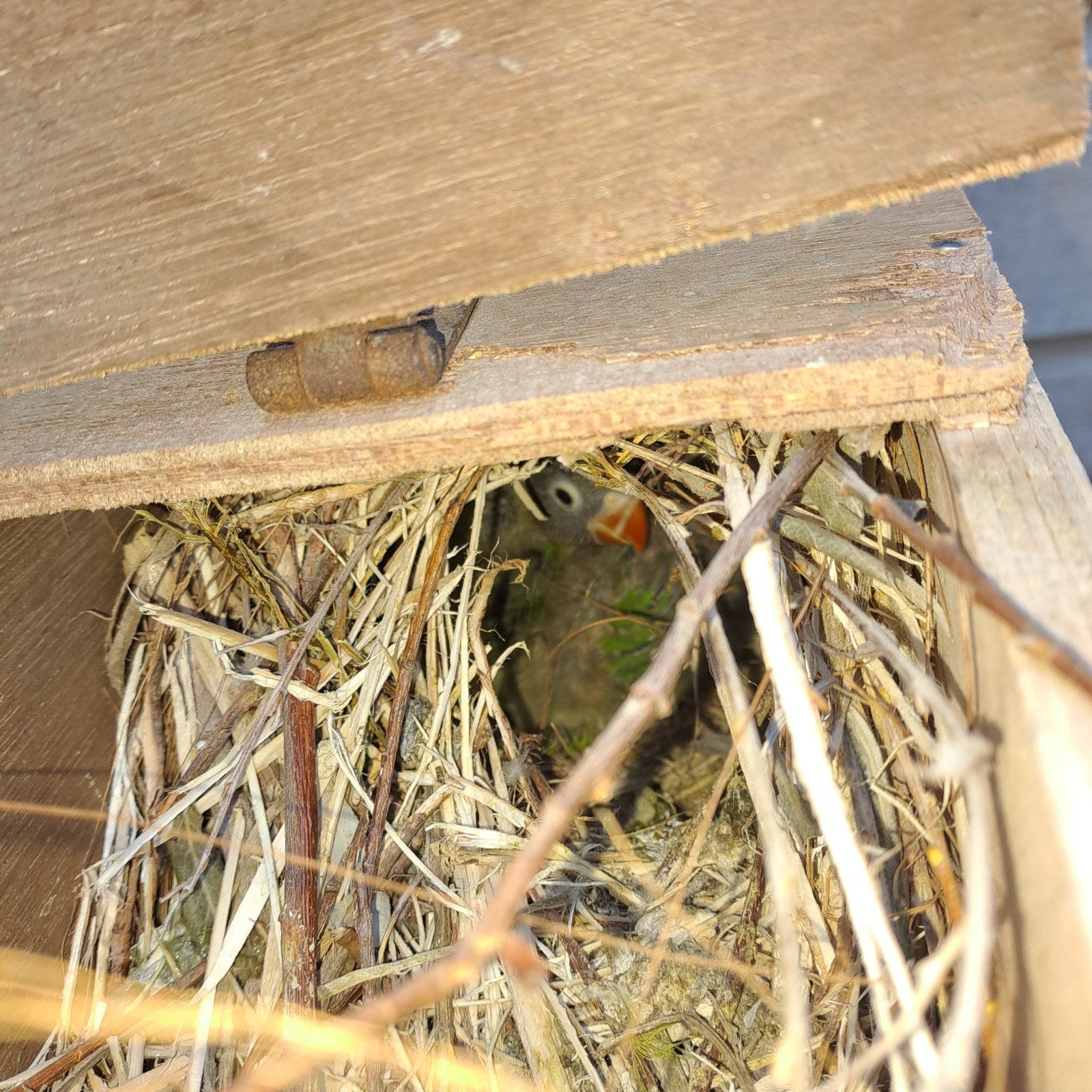 jonge agapornis, Geslacht onbekend, Dwergpapegaai of Agapornis