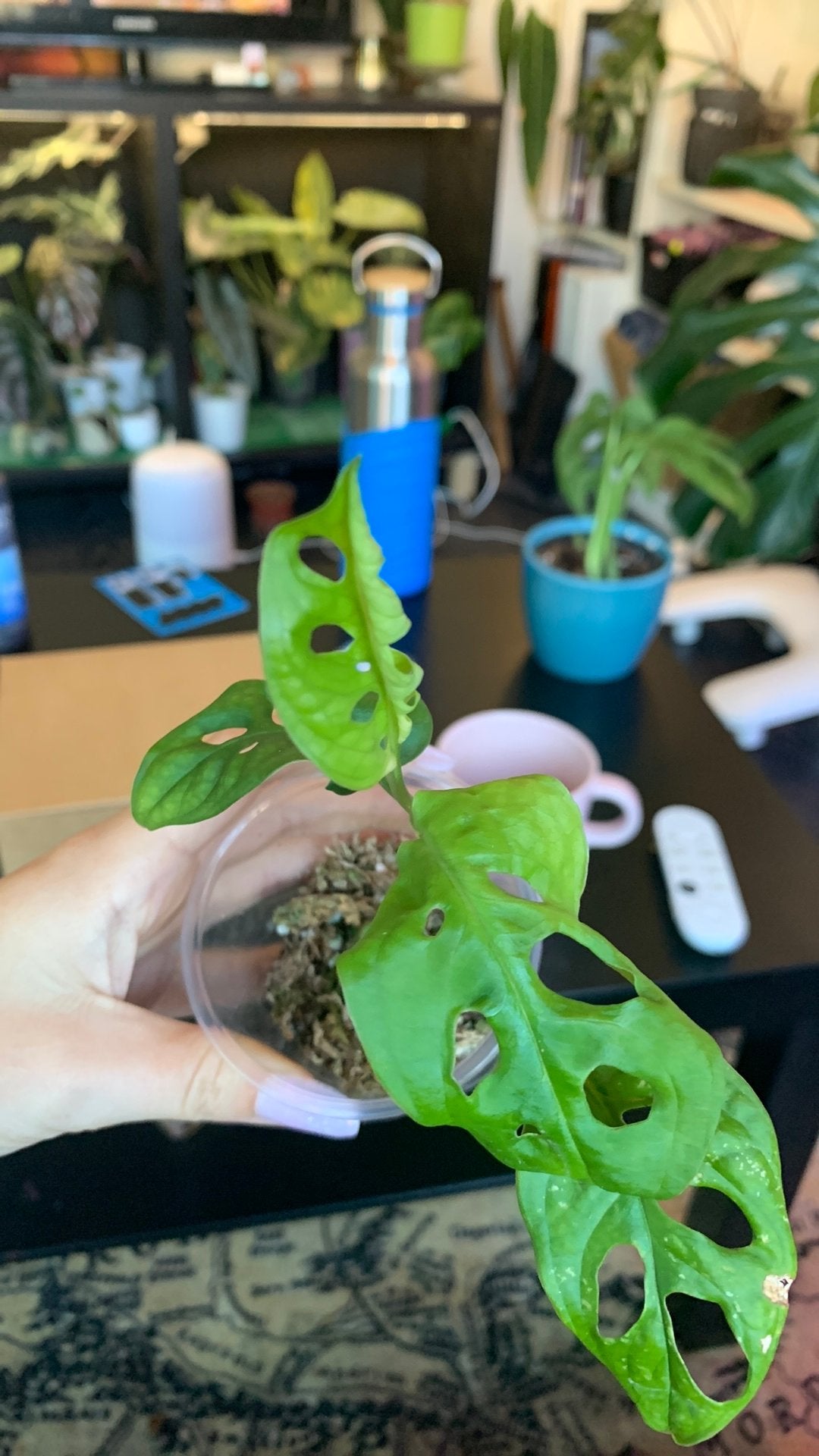 Monstera adonsonii, Ophalen, Halfschaduw, Minder dan 100 cm