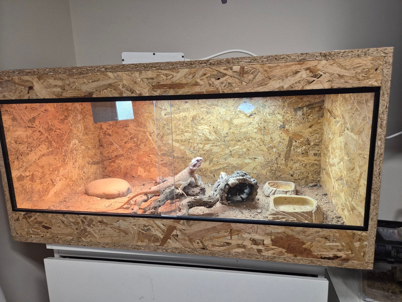 baardagaam Bearded Dragon photo 4