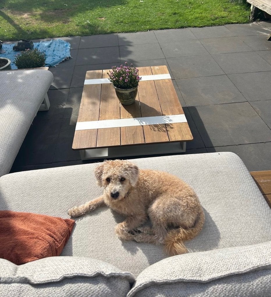 Lieve Mini Labradoodle zoekt een fijn en liefdevol thuis, Parvo, Overige rassen, 1 tot 2 jaar, Teef