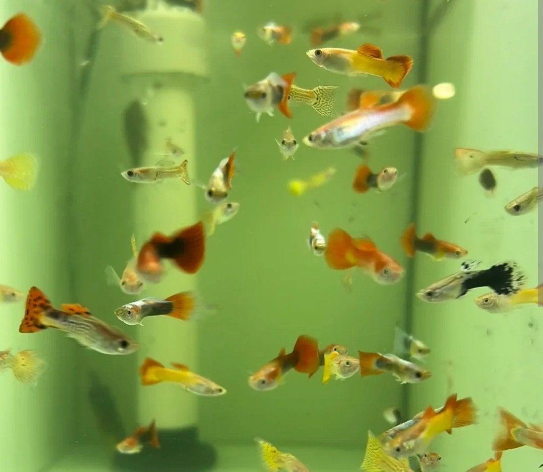 gezocht gratis guppies, Vis, Schoolvis
