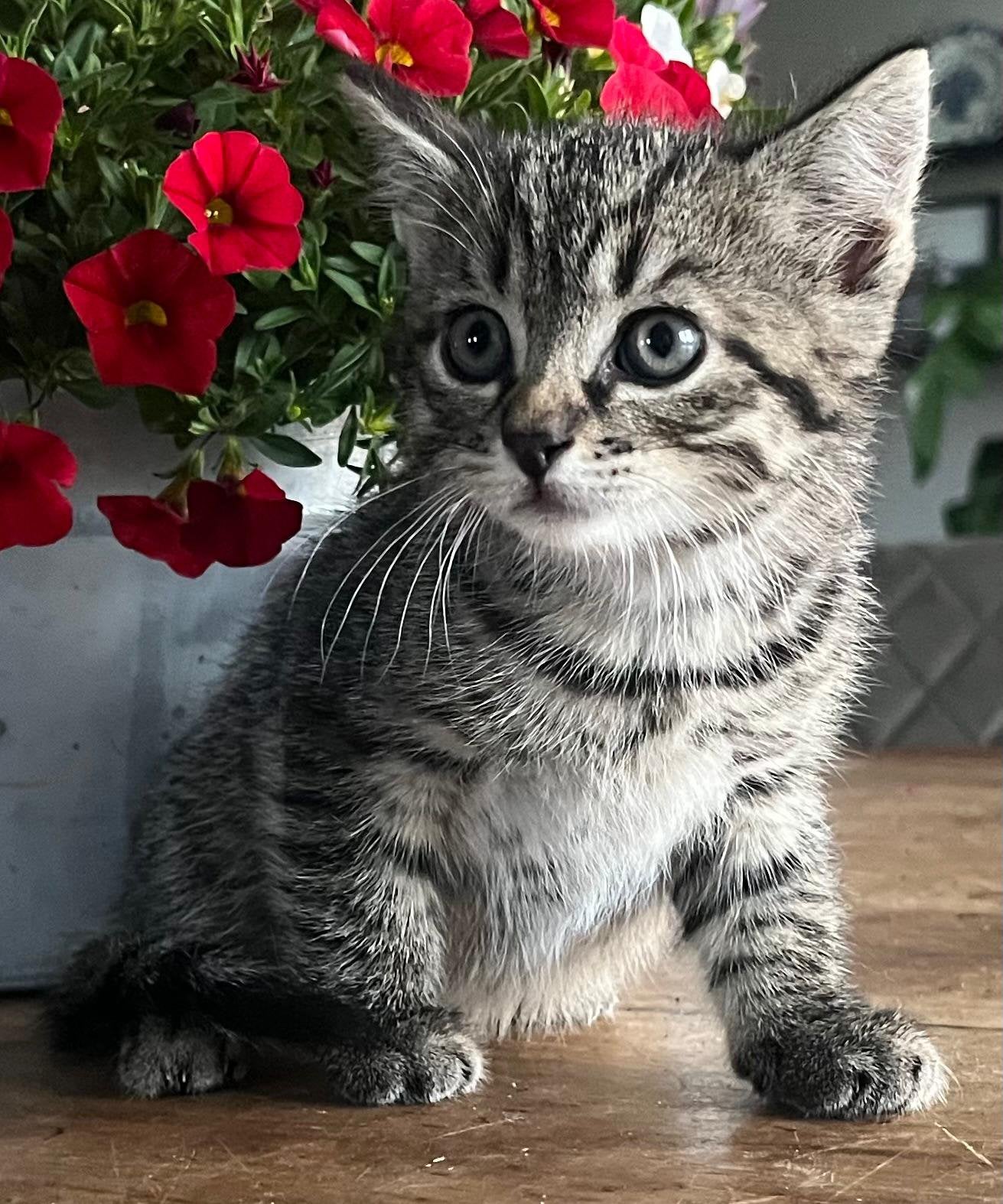 Lieve kittens, Meerdere dieren, 0 tot 2 jaar