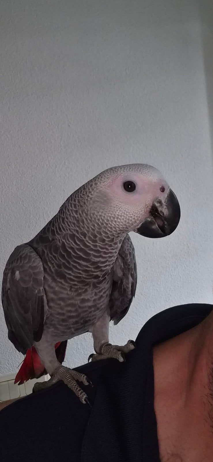 grijze roodstaart, Dieren en Toebehoren, Geslacht onbekend, Papegaai, Tam