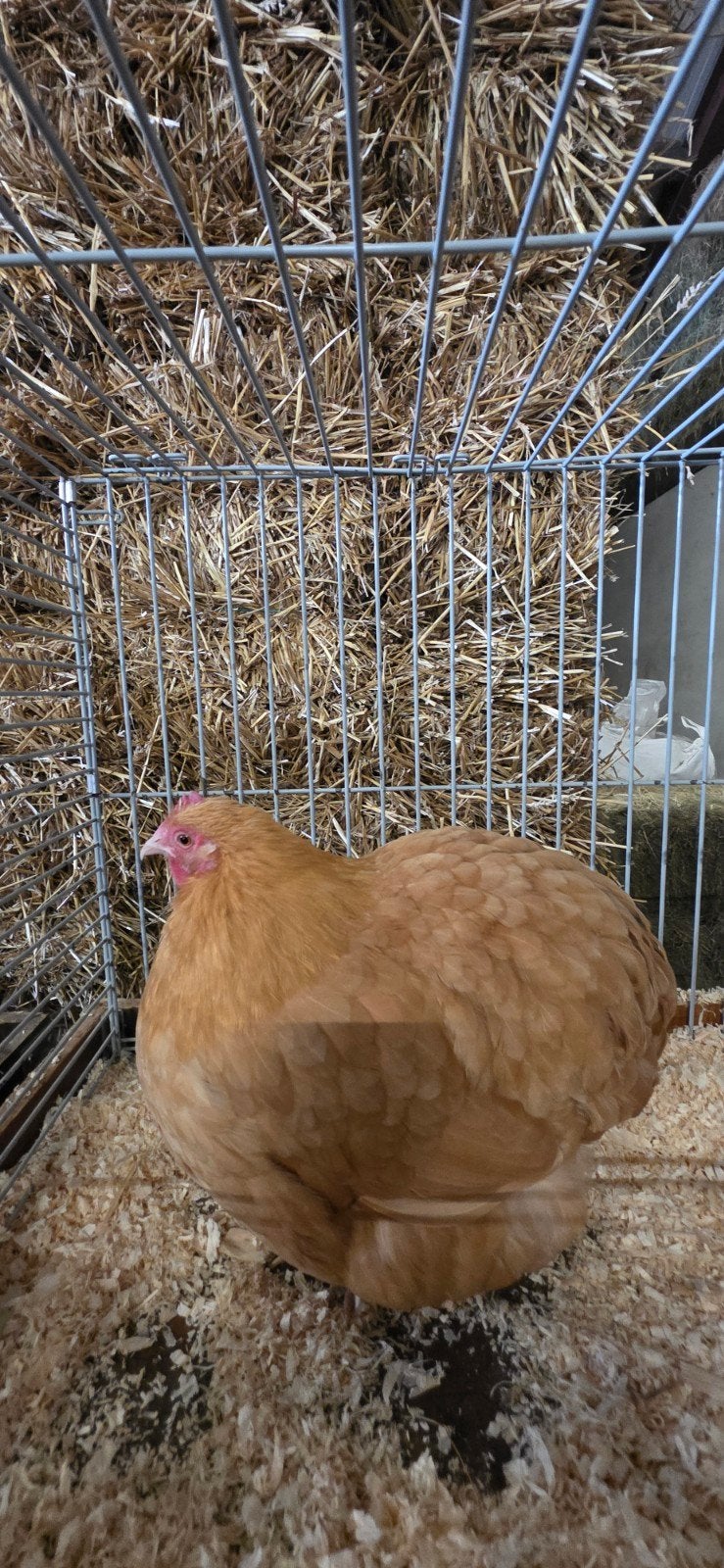 orpington kriel buff hen te koop, Dieren en Toebehoren, Pluimvee, Vrouwelijk, Kip