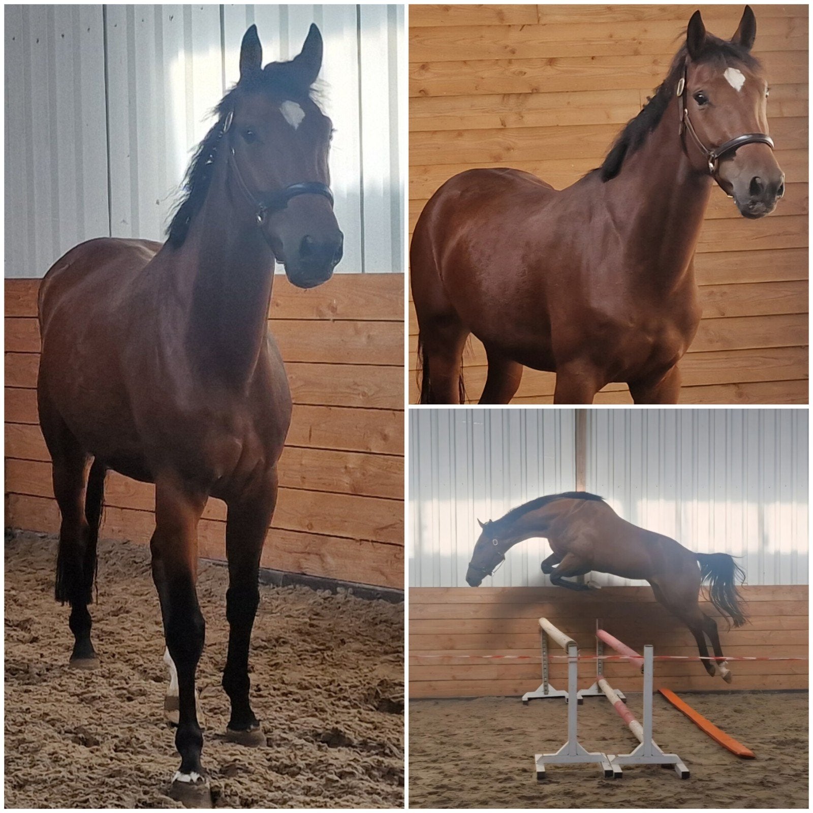 Stoere 3 jr springgefokte merrie, Dieren en Toebehoren, Merrie, Met stamboom, Springpaard, 3 tot 6 jaar